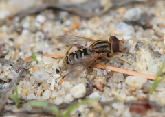 Anasimyia anausis