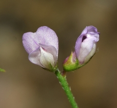 Vicia disperma