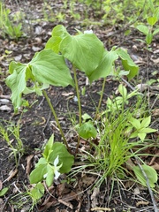 Trillium cernuum
