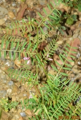Vicia disperma