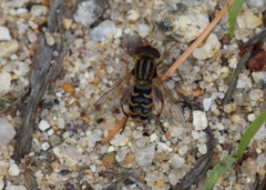 Anasimyia anausis