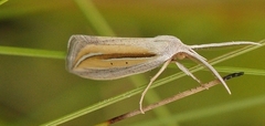 Doryodes bistrialis