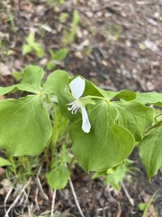 Trillium cernuum