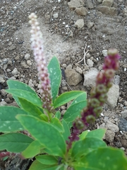 Phytolacca icosandra