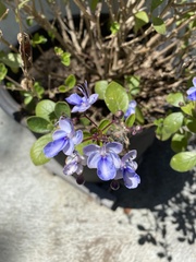 Rotheca