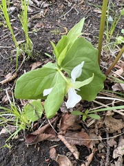 Trillium cernuum