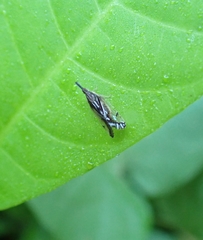 Rhamphixius championi