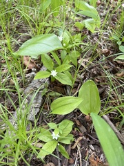 Lysimachia borealis