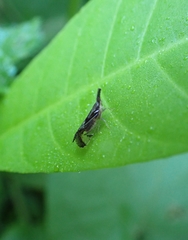 Rhamphixius championi