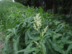 Koenigia panjutinii