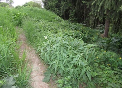 Koenigia panjutinii
