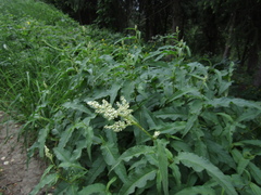 Koenigia panjutinii