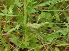 Veronica satureiifolia
