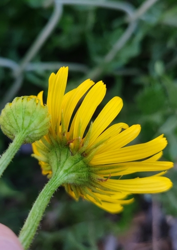 Image of Doronicum Columnae (Doronicum columnae) by (c) Andreas Schneider, some rights reserved (CC BY)