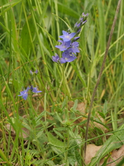 Veronica satureiifolia