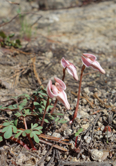 Dicentra uniflora