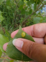 Phyllocoptes didelphis