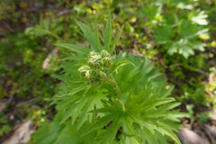 Cacaliopsis nardosmia