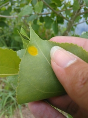 Phyllocoptes didelphis