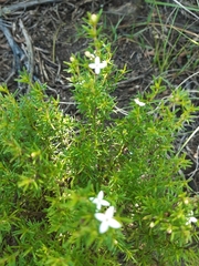 Arcytophyllum thymifolium