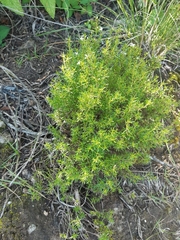 Arcytophyllum thymifolium