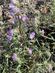 Phacelia humilis