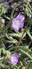Phacelia humilis