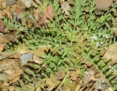 Astragalus sesameus