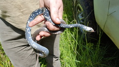 Coluber constrictor anthicus
