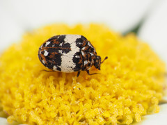 Anthrenus isabellinus