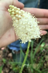 Amianthium