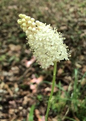 Amianthium