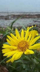 Senecio pseudoarnica