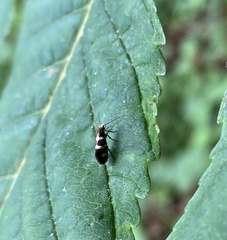 Micropterix aureatella