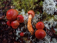 Cortinarius cardinalis