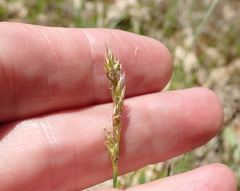 Carex siccata