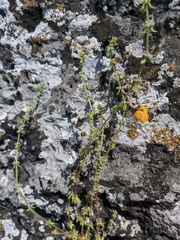 Cruciata pedemontana