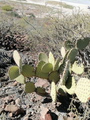 Opuntia comonduensis
