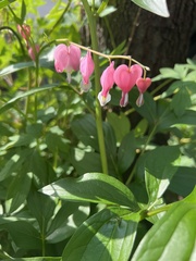 Lamprocapnos spectabilis