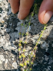 Cruciata pedemontana
