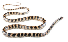 Darwin's Racer photo 3