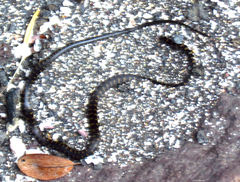 Darwin's Racer photo 4