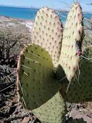 Opuntia comonduensis