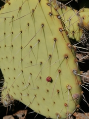 Opuntia comonduensis