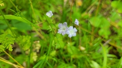 Phacelia fimbriata