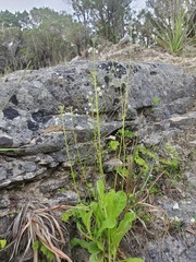 Samolus ebracteatus cuneatus