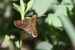 Butleria