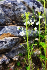 Samolus ebracteatus cuneatus