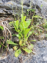 Samolus ebracteatus cuneatus