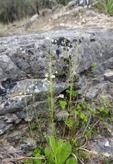 Samolus ebracteatus cuneatus